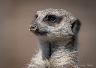 Meerkat