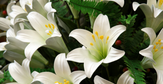 Lillies