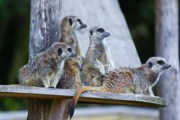 Hobbledown Heath Summer Season Ticket Meerkats