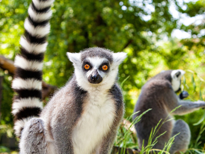 Nice Lemurs