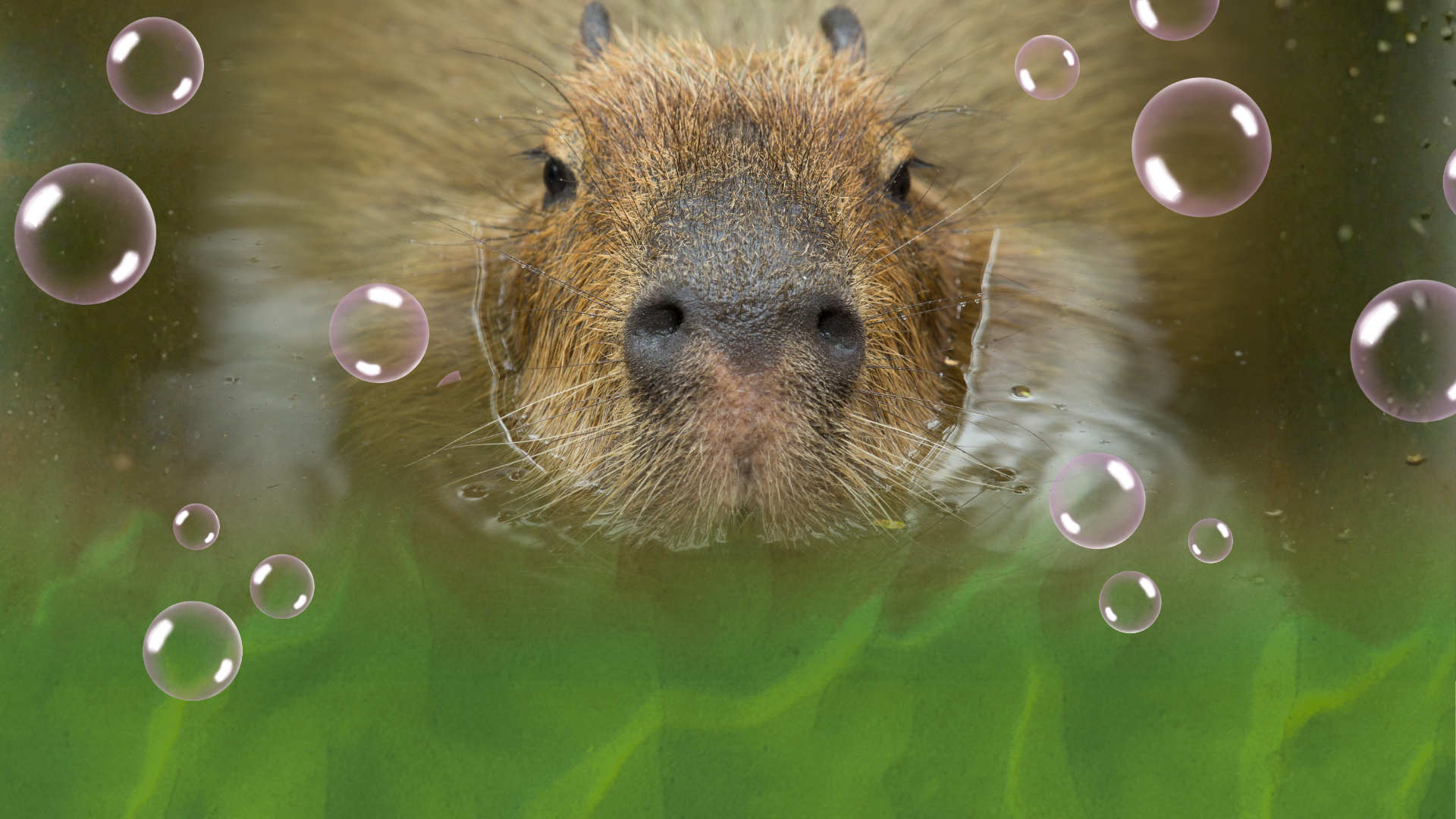 Capybara Week May Half Term 2026