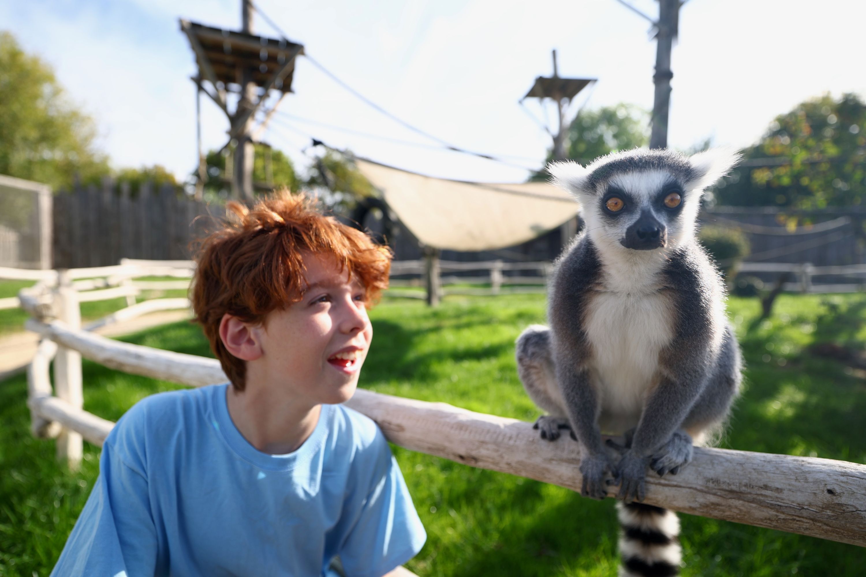 Child interacting with a ring-tailed lemur at Hobbledown Epsom, enjoying a family day out with animal encounters.
